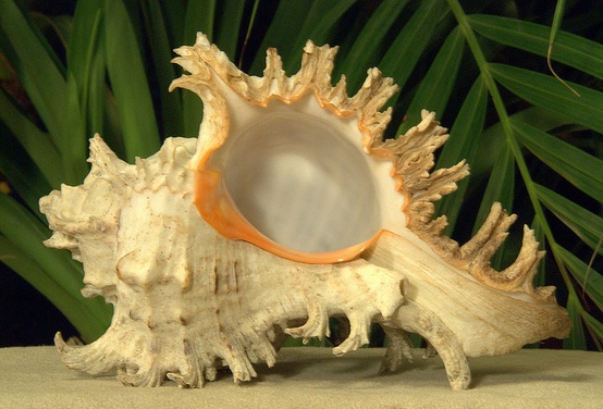 Photo:  Branched Murex shell